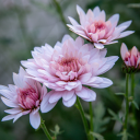 annamakarova2 avatar