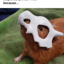 annaofawesome avatar