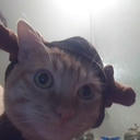 anne-draw-meda avatar