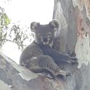 anne-lawrence avatar