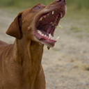 anne-vornbrock avatar