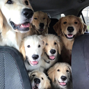 anneharrlow-98 avatar