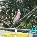 annersaidthething avatar