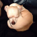 annexationasia avatar