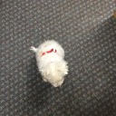 anniekistired avatar