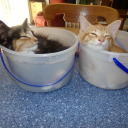 annknightly-3 avatar