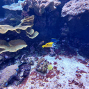 annoyingdinosaurnoises avatar