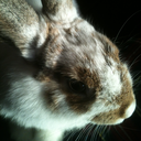 annoyinglyuniquebread avatar