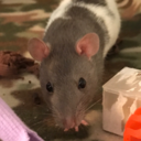 anns-rats avatar