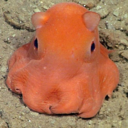 anoctopus avatar