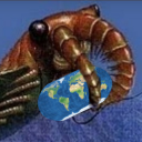 anomalocaris-here avatar