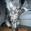 anomalous-jester avatar