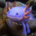 anonaxolotl avatar