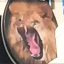 anonimgato1507 avatar