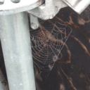 anonomonomous99 avatar