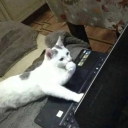 anonpinkheart avatar