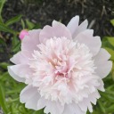 anonyme-glace avatar