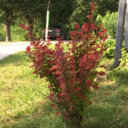 anonymous-bush avatar