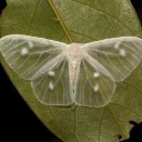 anonymous-forest-witch avatar