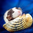 anonymous-fries avatar