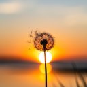 anonymousdandelion avatar