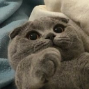 anonymouse-25 avatar