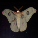 anonymousm0th avatar