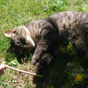 anonymouspirate69 avatar