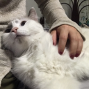 another--stupid--girl avatar