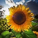 another-random-dom-3 avatar