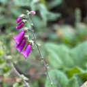 another2lemons avatar