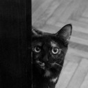 anothercatlady avatar