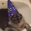 anothercrazycatbitch avatar