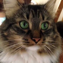 anotherdamncatblog avatar