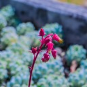 anotherhydrangea avatar