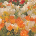 anotheridiott avatar