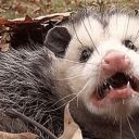 anotherqueersnailowner avatar