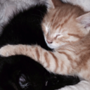 anotherwonderer avatar