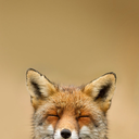 anrrecollector avatar