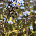 anslo-lady-writes avatar