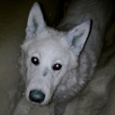 antarcticmoss avatar