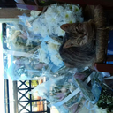 ante-na-figoume avatar