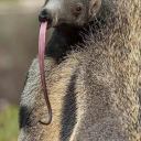 anteater-enthusiast avatar