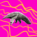 anteater-not-aardvark avatar