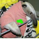 anteatermatsu avatar