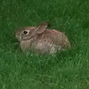 anthonysrambles avatar