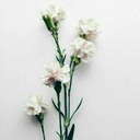 anthroblr-blog avatar