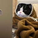 anthropicmoose avatar