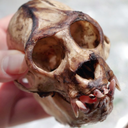 anthropolojist avatar