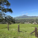 anthroprocynic avatar